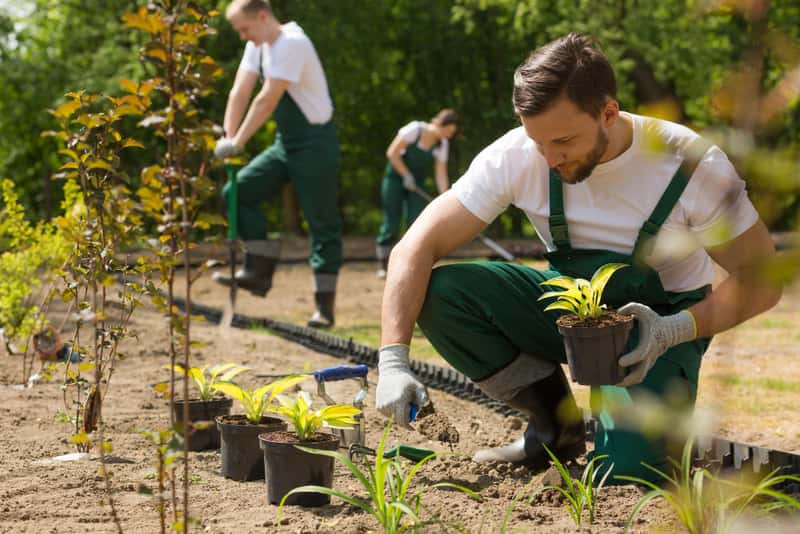 Garten wird mit verschiedenen Pflanzen gepflegt